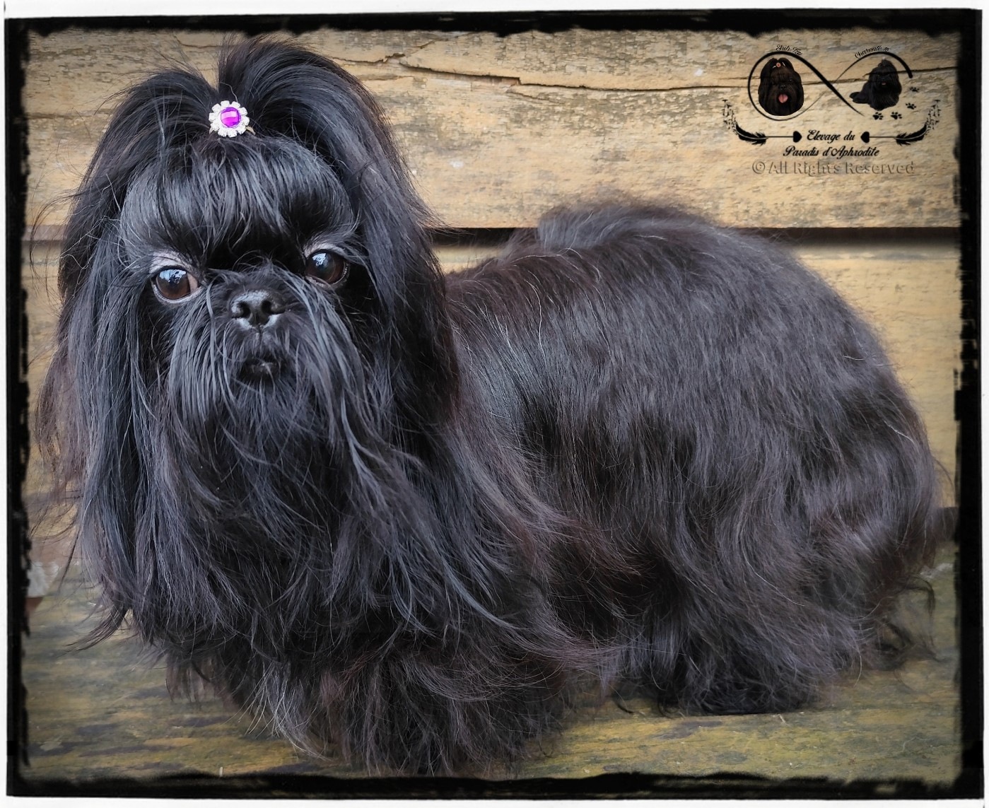 Séphora des Amours de Pyrène