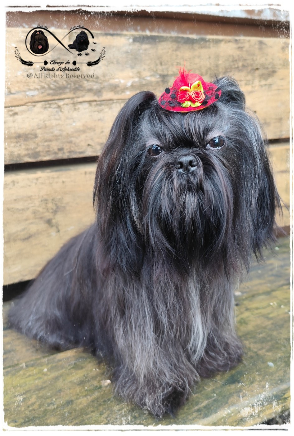 Voilactée'galaxie Du Paradis D'Aphrodite