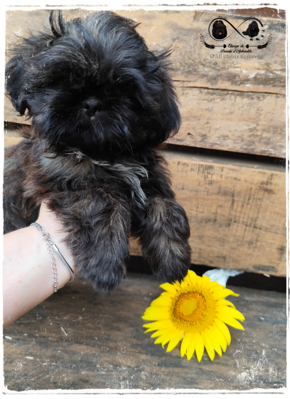 Azura Du Paradis D'Aphrodite