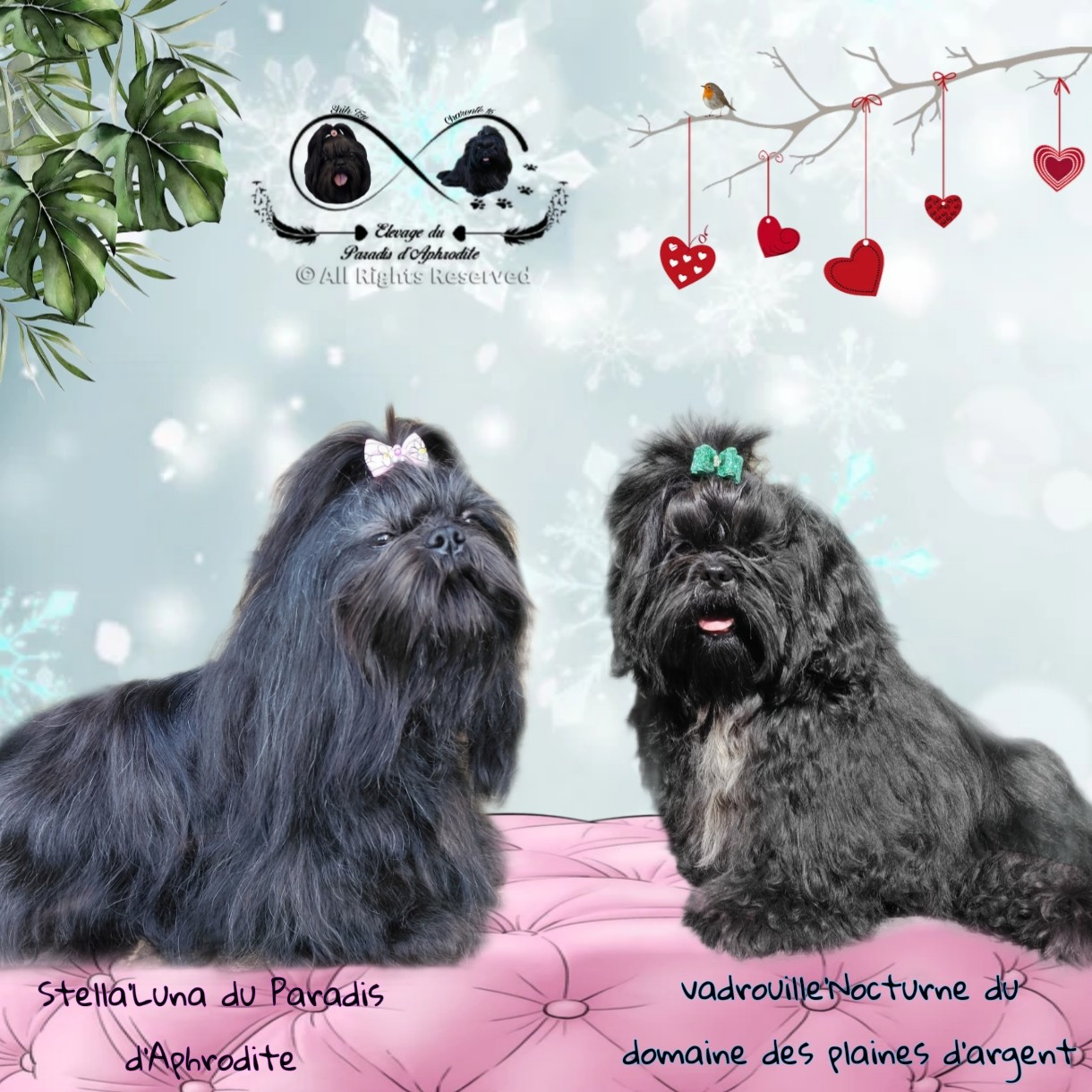 Elevage du paradis d'aphrodite