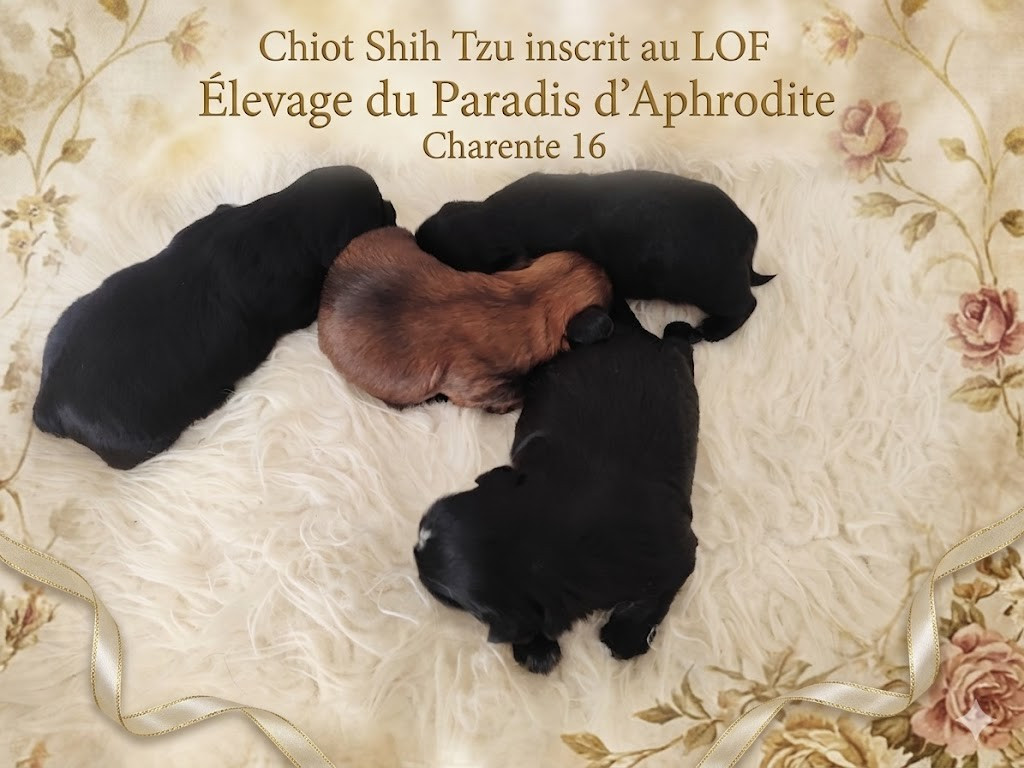 Chiot Shih tzu disponible