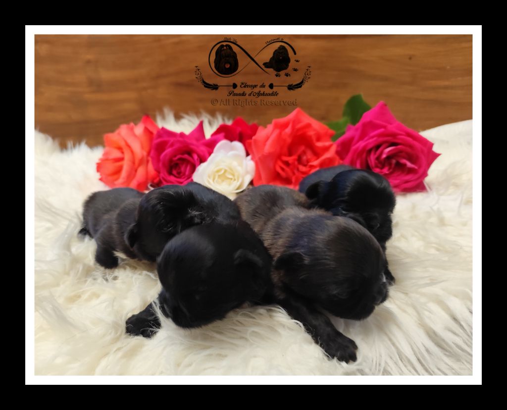 Chiots Shih Tzu lof disponible 