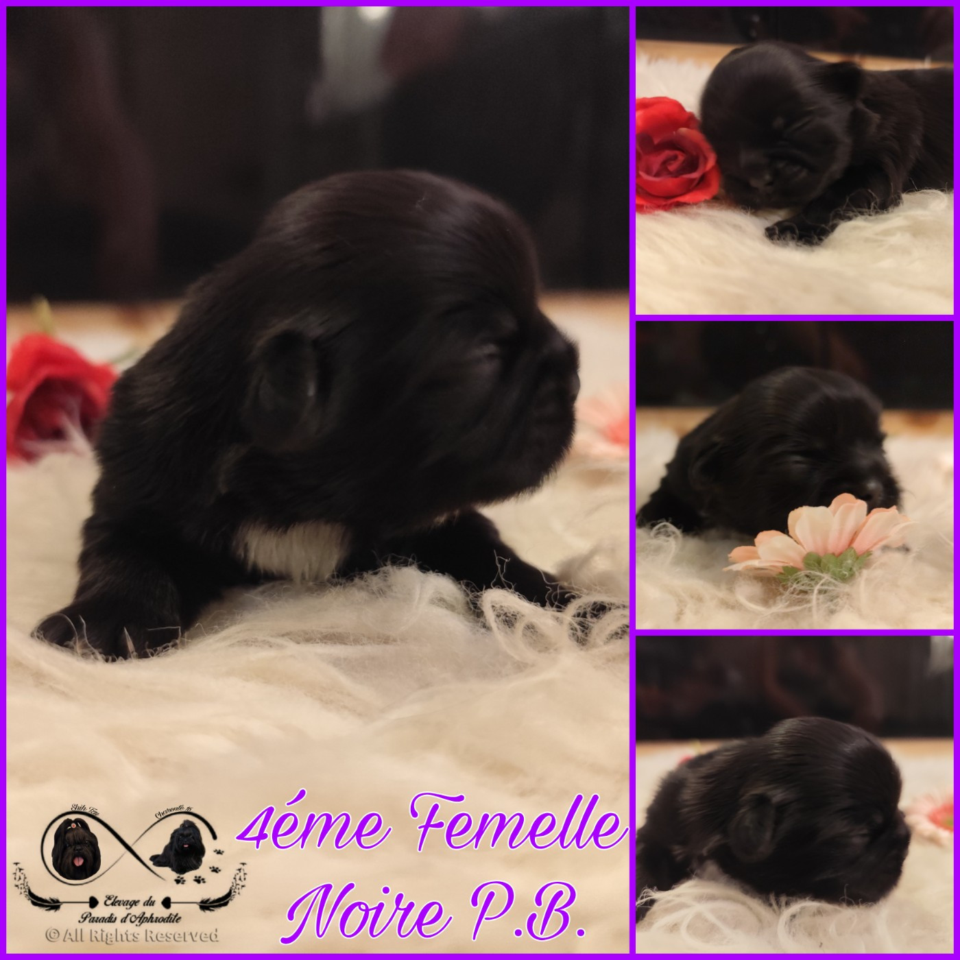Du Paradis D'Aphrodite - Chiots disponibles - Shih Tzu