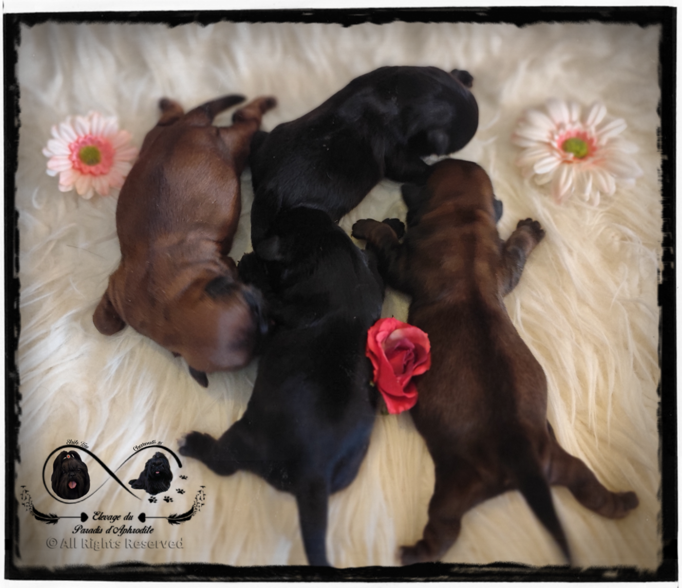 Chiot Shih Tzu Du Paradis D'Aphrodite