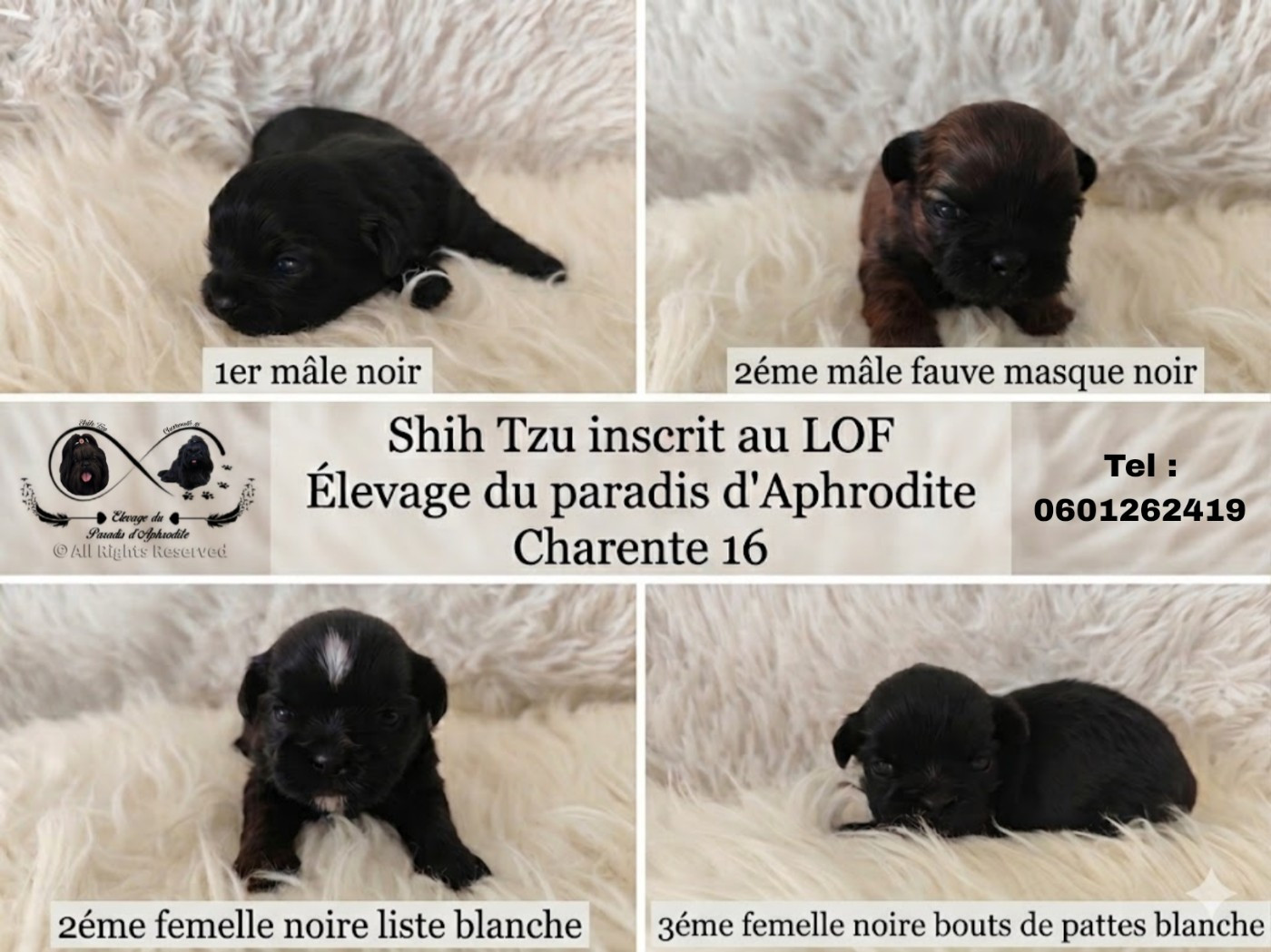 Chiot Shih Tzu Du Paradis D'Aphrodite