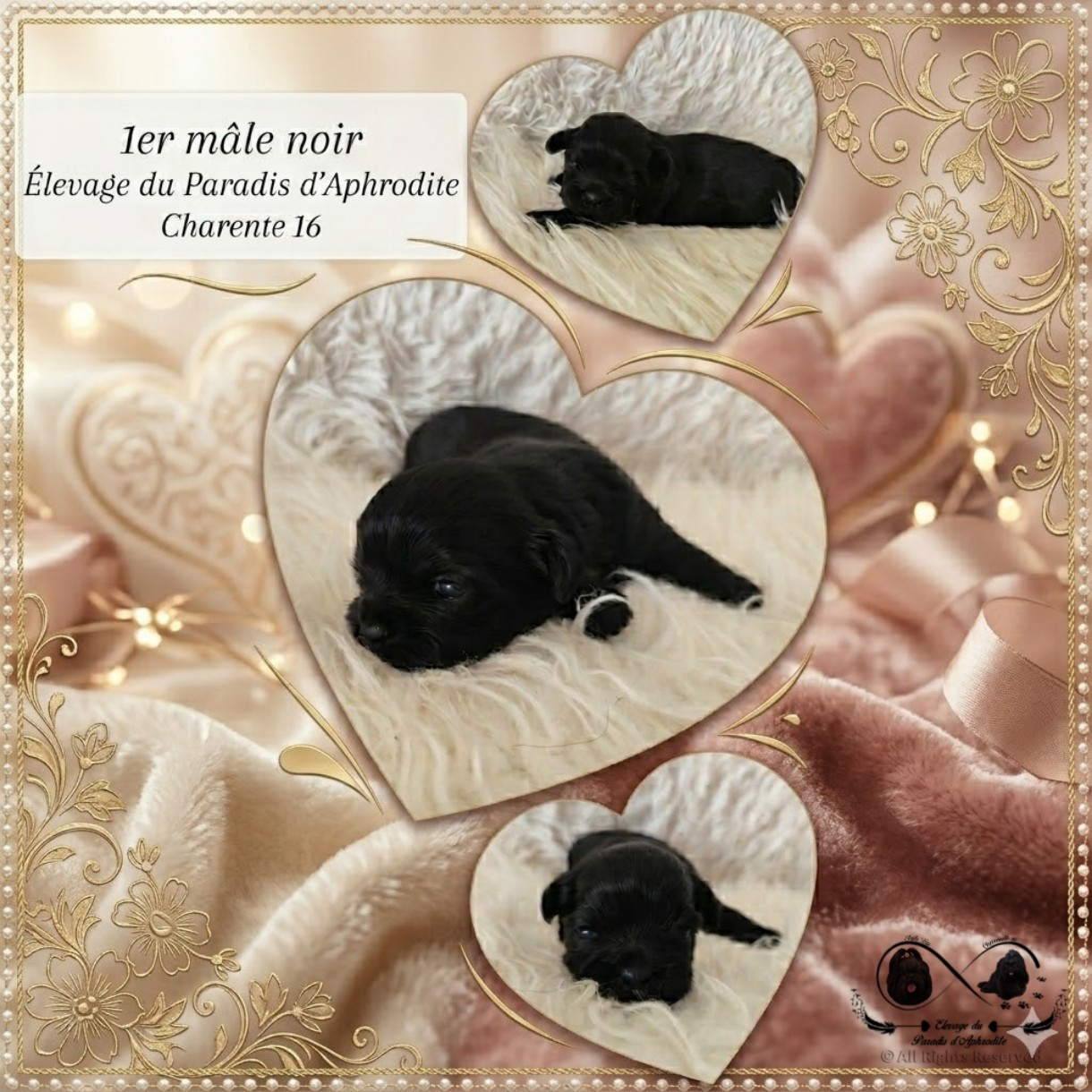 Du Paradis D'Aphrodite - Chiots disponibles - Shih Tzu