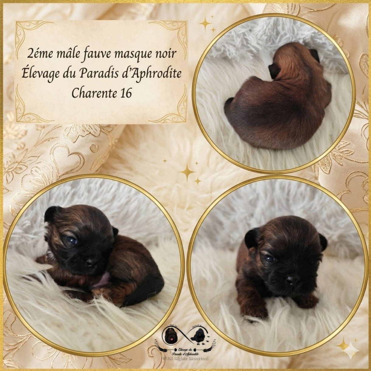 Du Paradis D'Aphrodite - Chiots disponibles - Shih Tzu