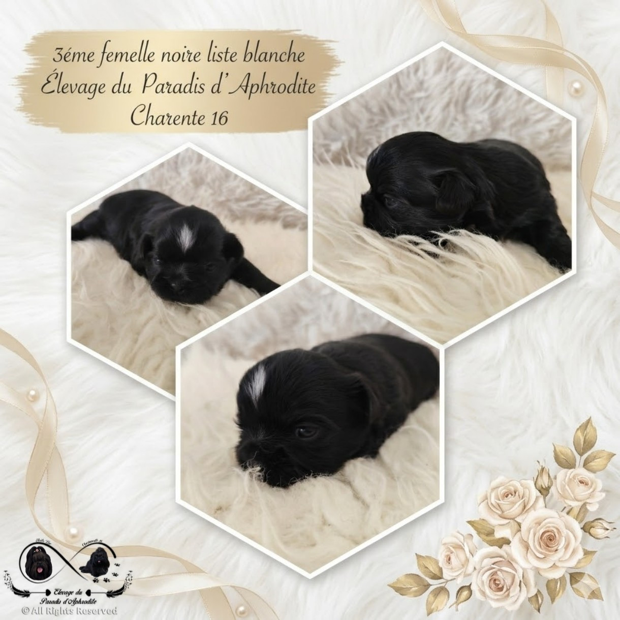 Du Paradis D'Aphrodite - Chiots disponibles - Shih Tzu