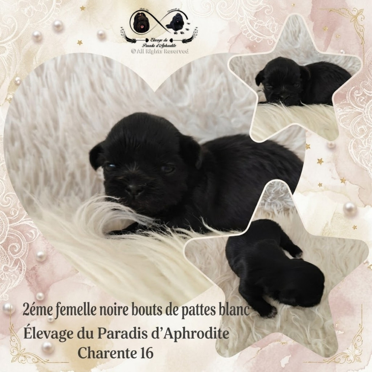 Du Paradis D'Aphrodite - Chiots disponibles - Shih Tzu