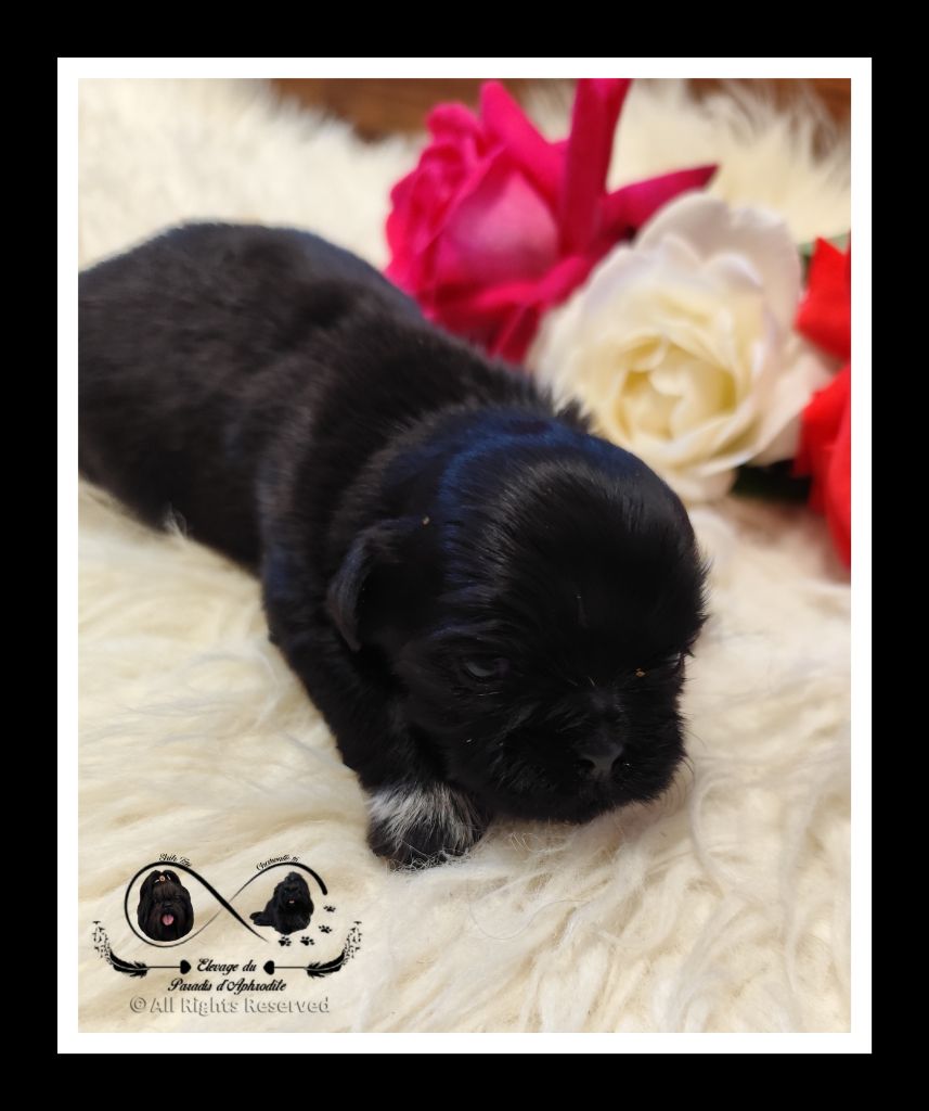 Du Paradis D'Aphrodite - Chiots disponibles - Shih Tzu