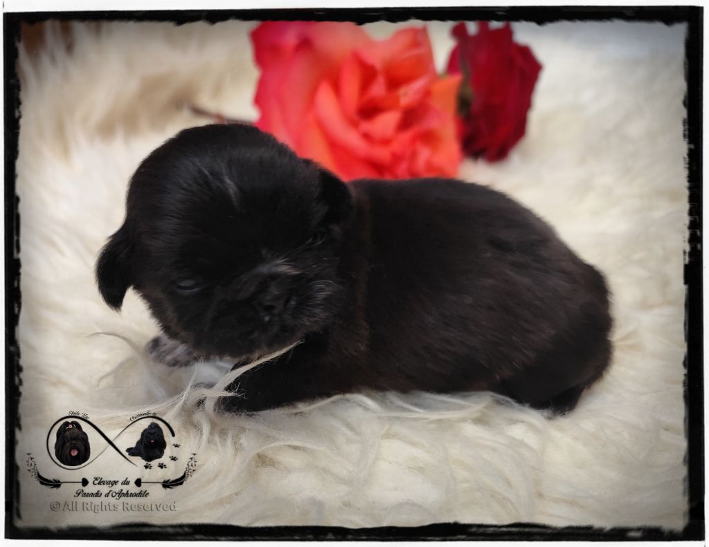 Du Paradis D'Aphrodite - Chiots disponibles - Shih Tzu
