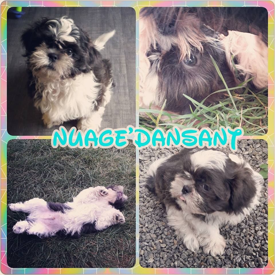 Du Paradis D'Aphrodite - Shih Tzu - Portée née le 25/06/2017